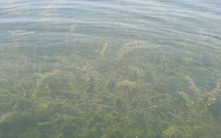 水質(zhì)生物監(jiān)測