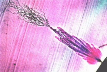 HVA45TD,<a href='http://www.coblite.com.cn/Ppzq/b2.html'>B2HV</a>