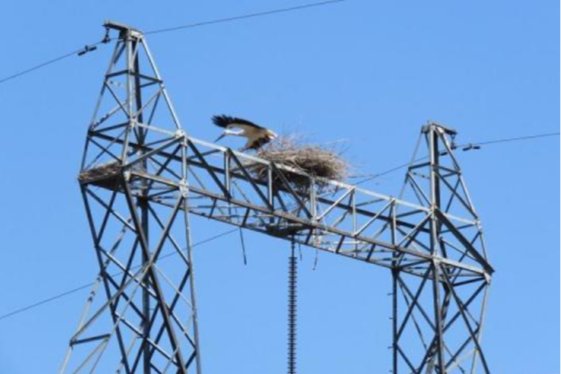 電纜鳥(niǎo)害故障